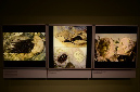 Wasp_exhibition__DSC3458